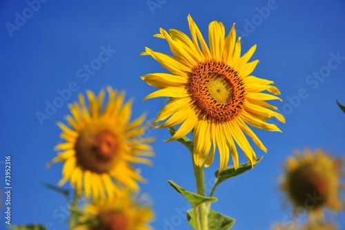 Yellow Sunflowers in Spring Season