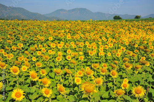 Yellow Sunflowers in Spring Season © karinkamon