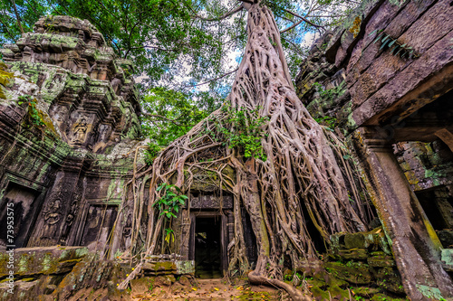 Panorama of ancient stone door and tree roots, Ta Prohm temple r