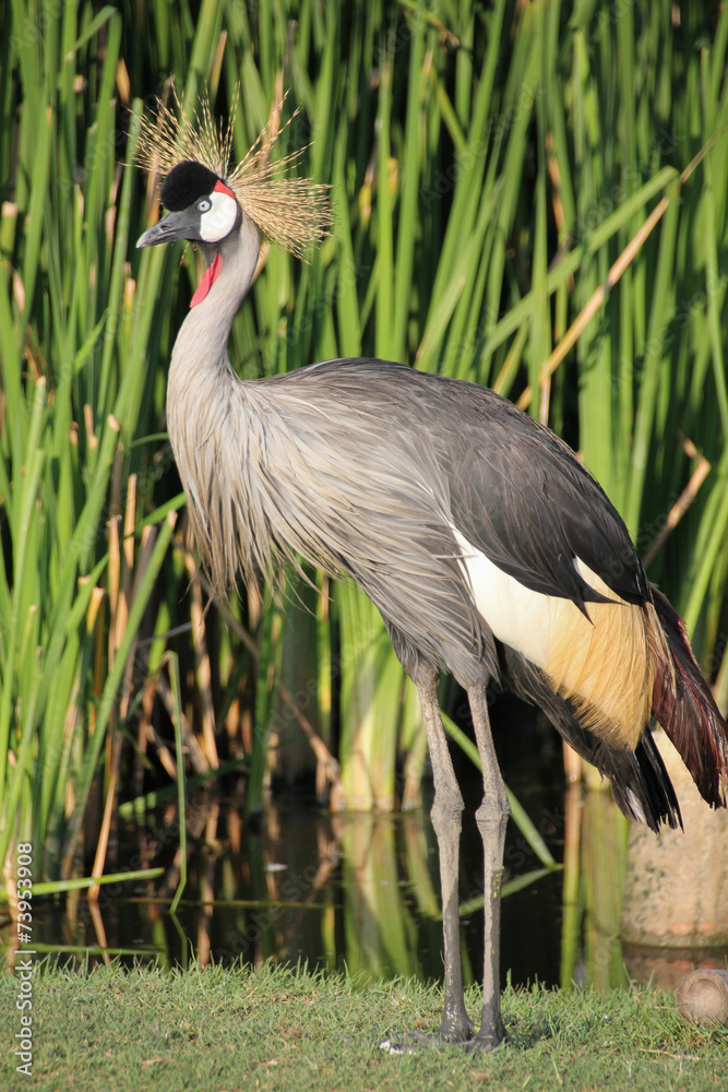 Obraz premium Grey Crowned Crane