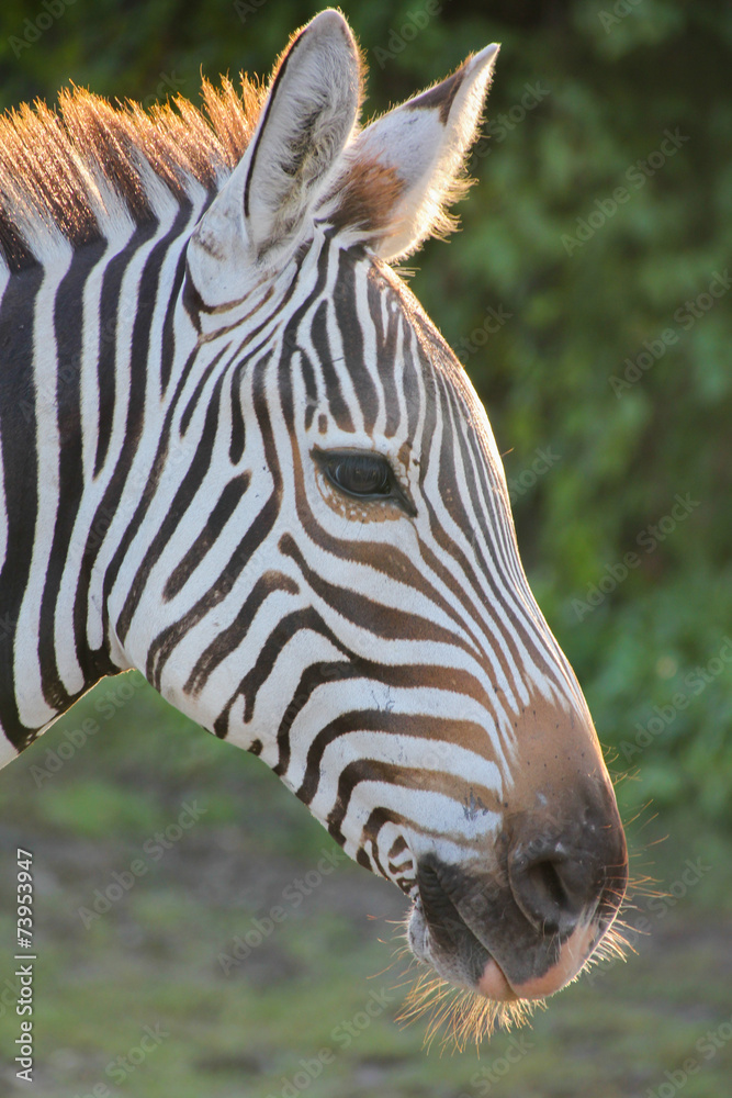 Naklejka premium Head shot of Zebra