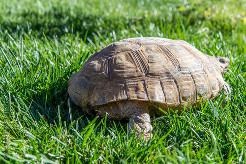 dessert tortoise on green grass