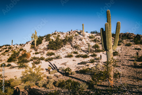 Arizona Desert Saguaro Cactus © Atomazul