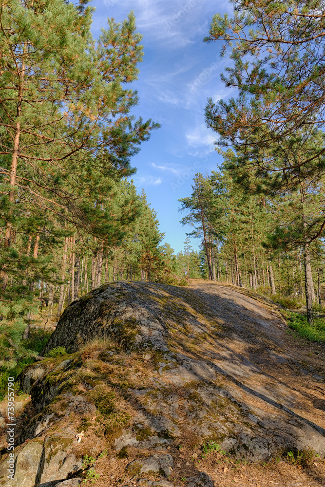 Obraz premium rocks in summer forest