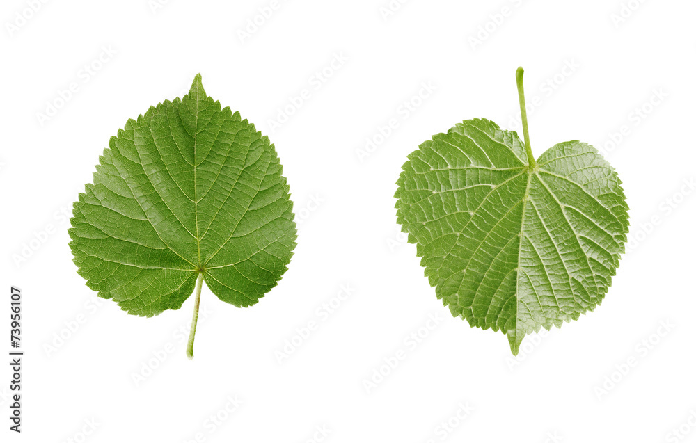 Obraz premium linden leaf isolated on white