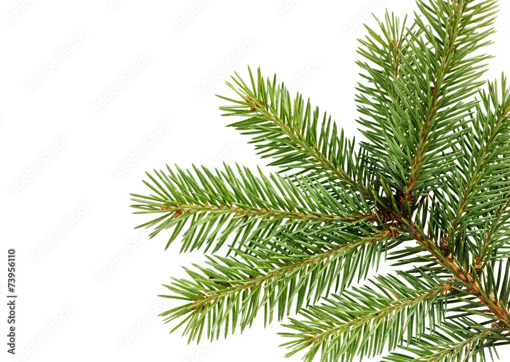 fir branch isolated on white background