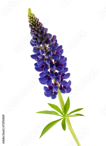 Fototapeta Naklejka Na Ścianę i Meble -  blue flower lupine isolated on white background