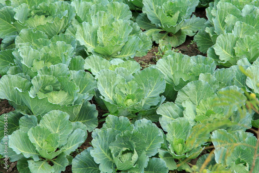 Brussels sprouts are grown in the garden. Brussels sprouts are grown in the garden.