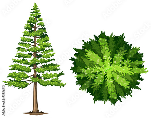 A pine tree