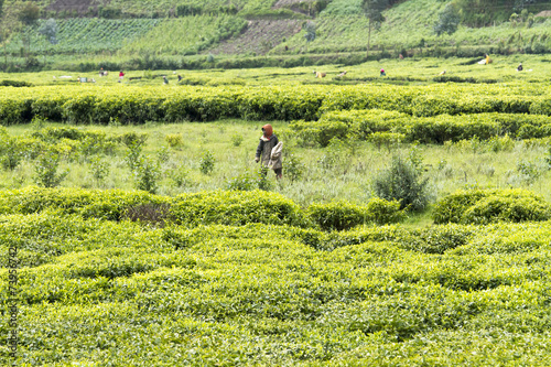Child working at a tea plantation