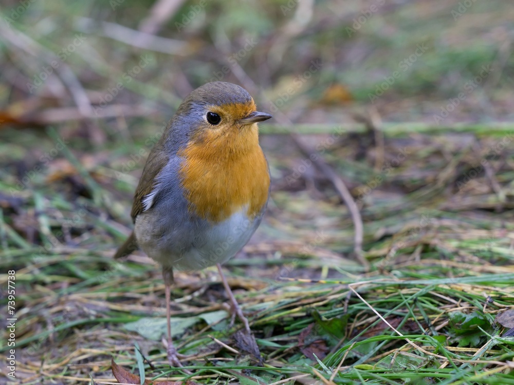 European red robin bird sitting on the ground European red robin bird sitting on the ground