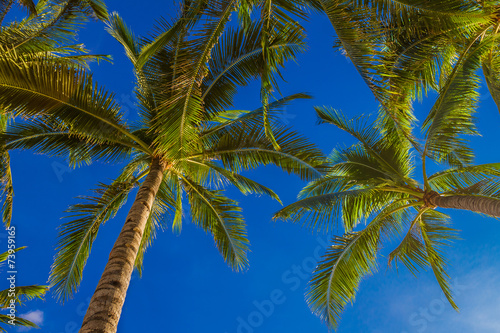 palm tree on sky background