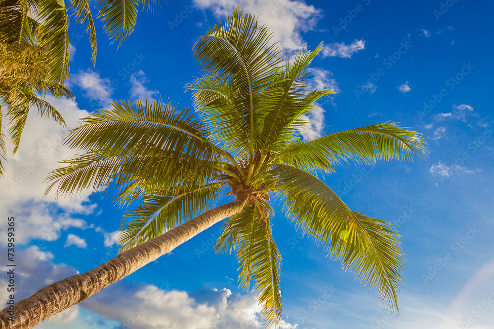 Fototapeta premium palm tree on sky background