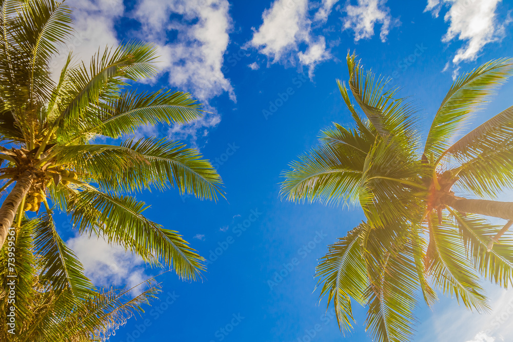 palm tree on sky background