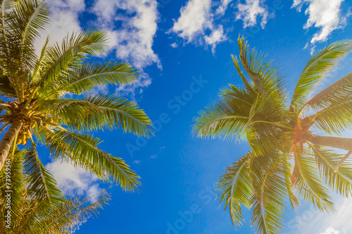 palm tree on sky background