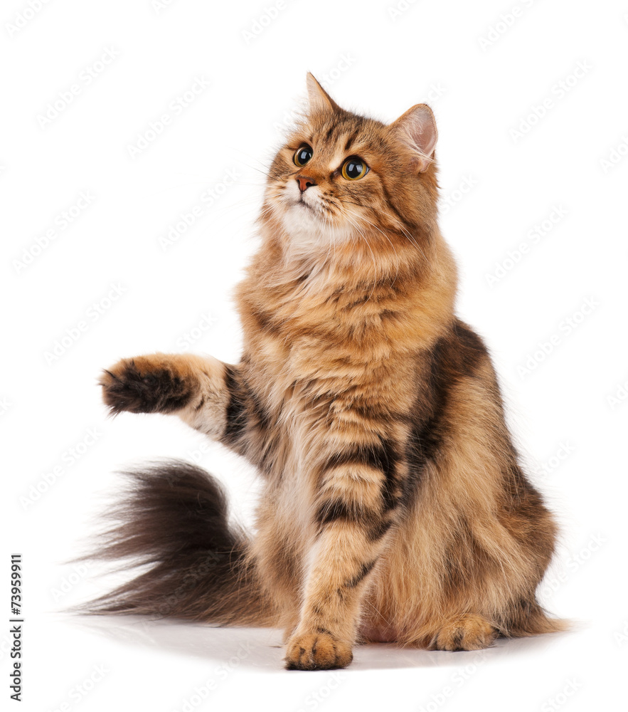 Fototapeta premium Siberian cat