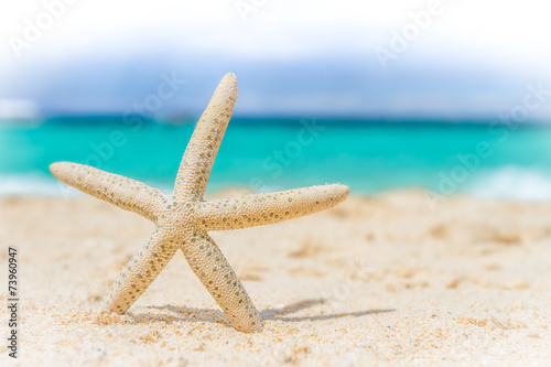 starfish on tropical sand beach and sea background