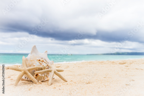 sea shell and starfish on tropical sand beach and sea background
