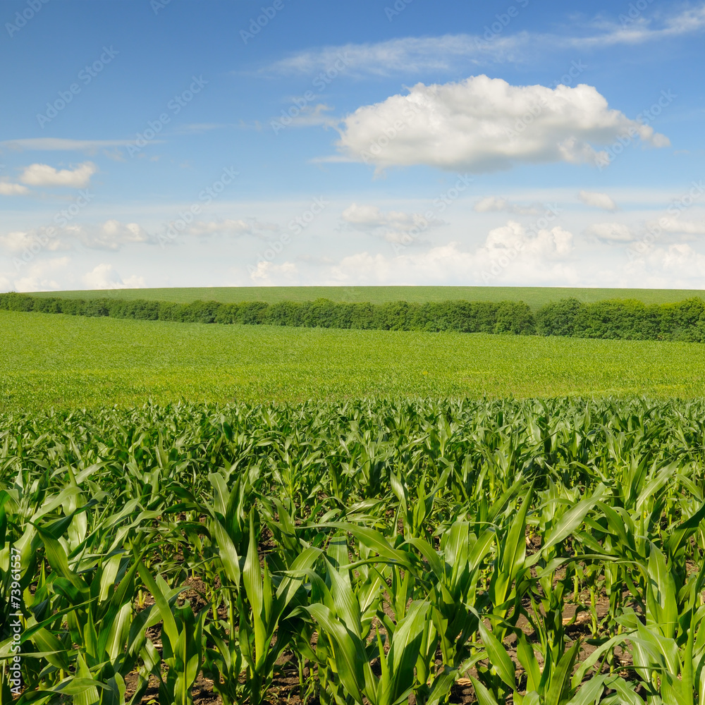 corn field and beautiful sky