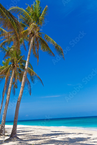 Fototapeta Naklejka Na Ścianę i Meble -  palm trees on tropical beach and sea background, summer vacation