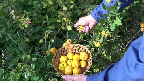 gardener pick harvesting ripe yellow quinces in garden photo