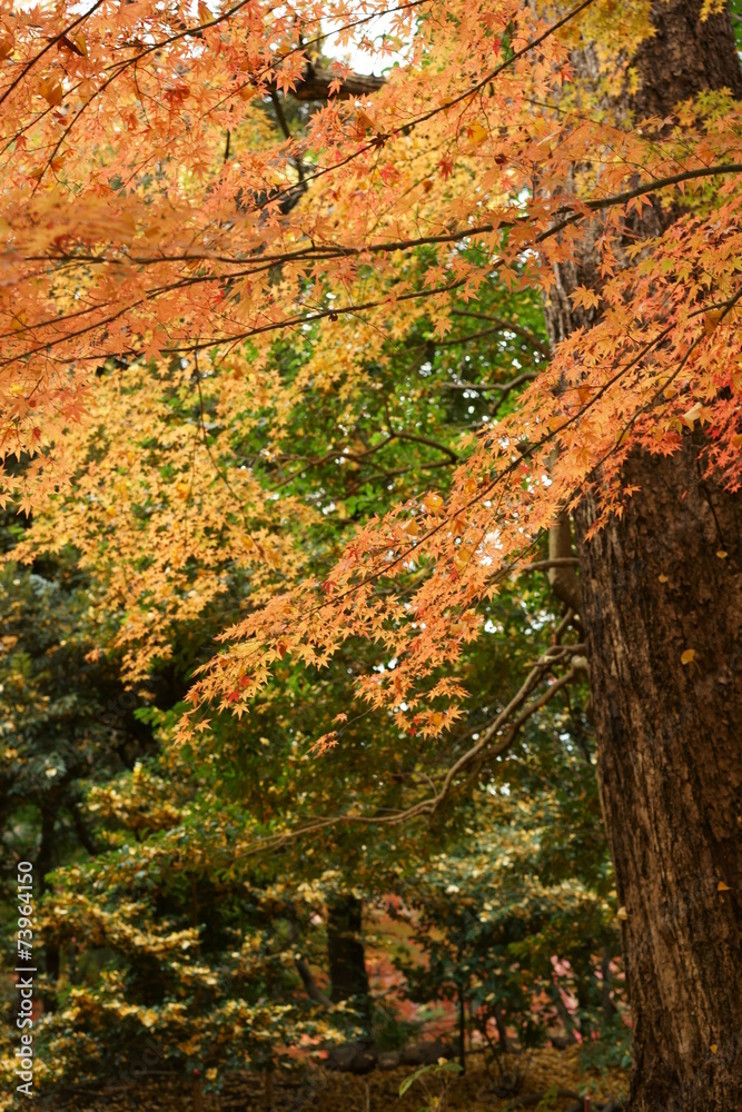 紅葉の小石川後楽園 紅葉の小石川後楽園