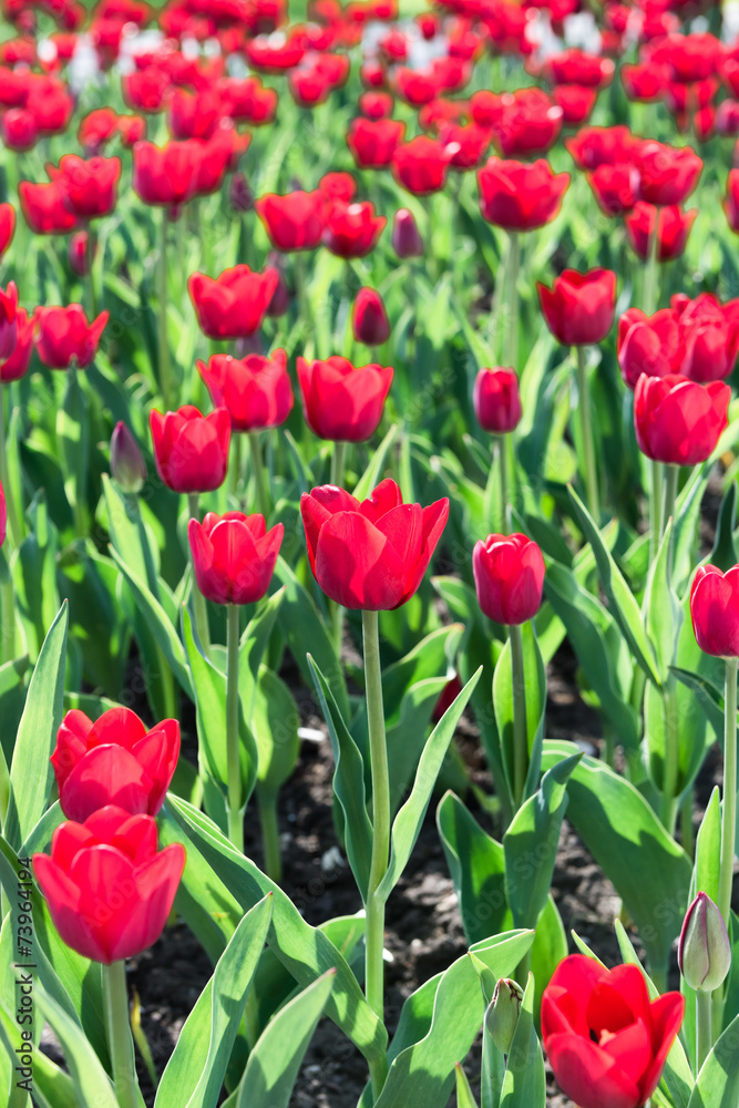 beautiful tulips field in spring time beautiful tulips field in spring time