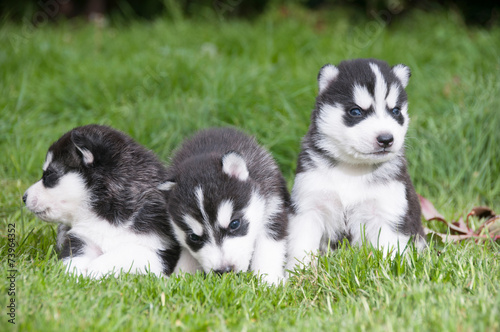 Siberian Husky Welpen