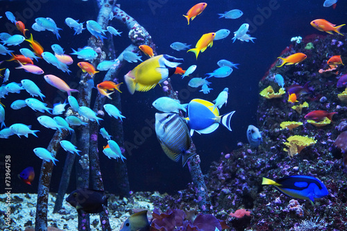 Bunte Fische photo