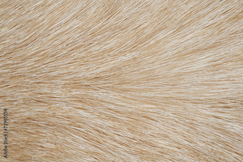 Dog fur close up as background. Small depth of field