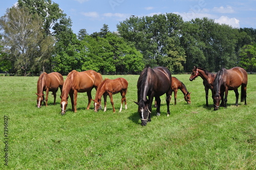 group of horses on pasture © gallas