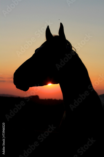 Horse Silhouette at Sunset
