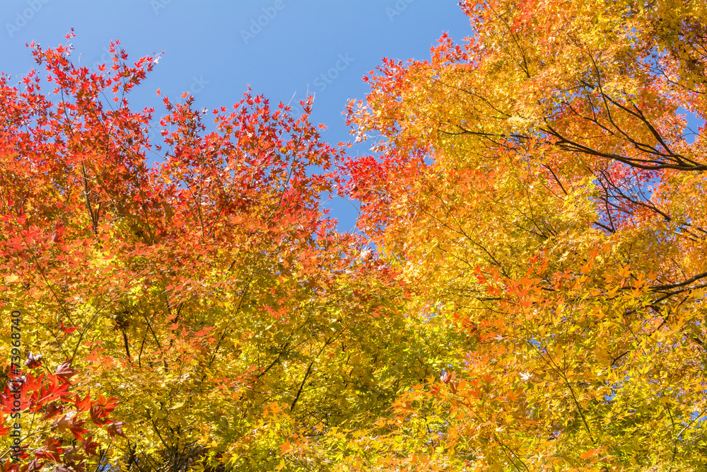 黄緑から赤の秋のイロハカエデの葉