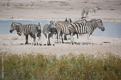 Zebraherde vor Wasserloch