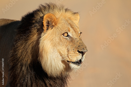 Fototapeta Naklejka Na Ścianę i Meble -  African lion portrait
