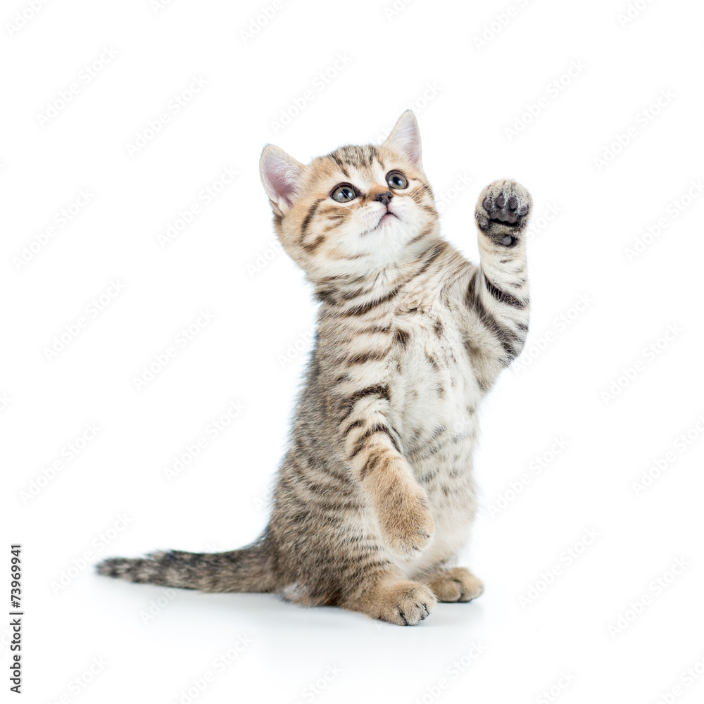 Naklejka premium playful kitten cat
