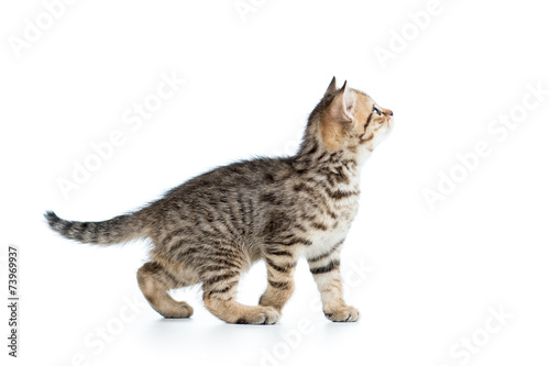 side of view of kitten cat isolated