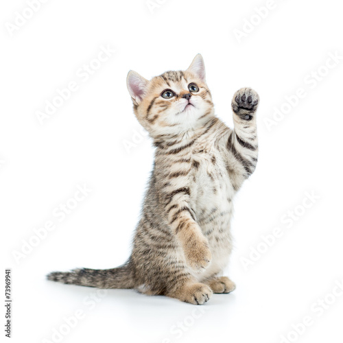 Fotografia playful kitten cat