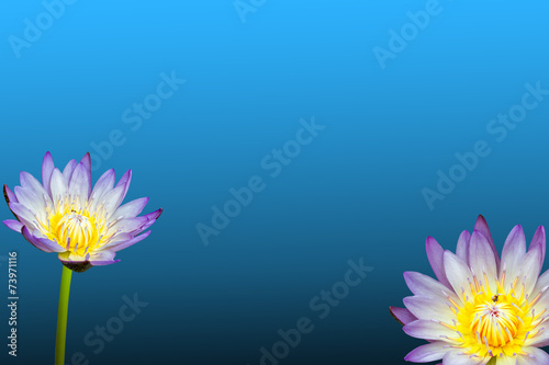 lotus flower on background