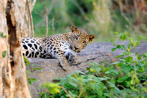 Leopard © byrdyak