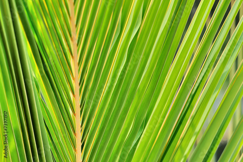 Textures of Green Palm leaves