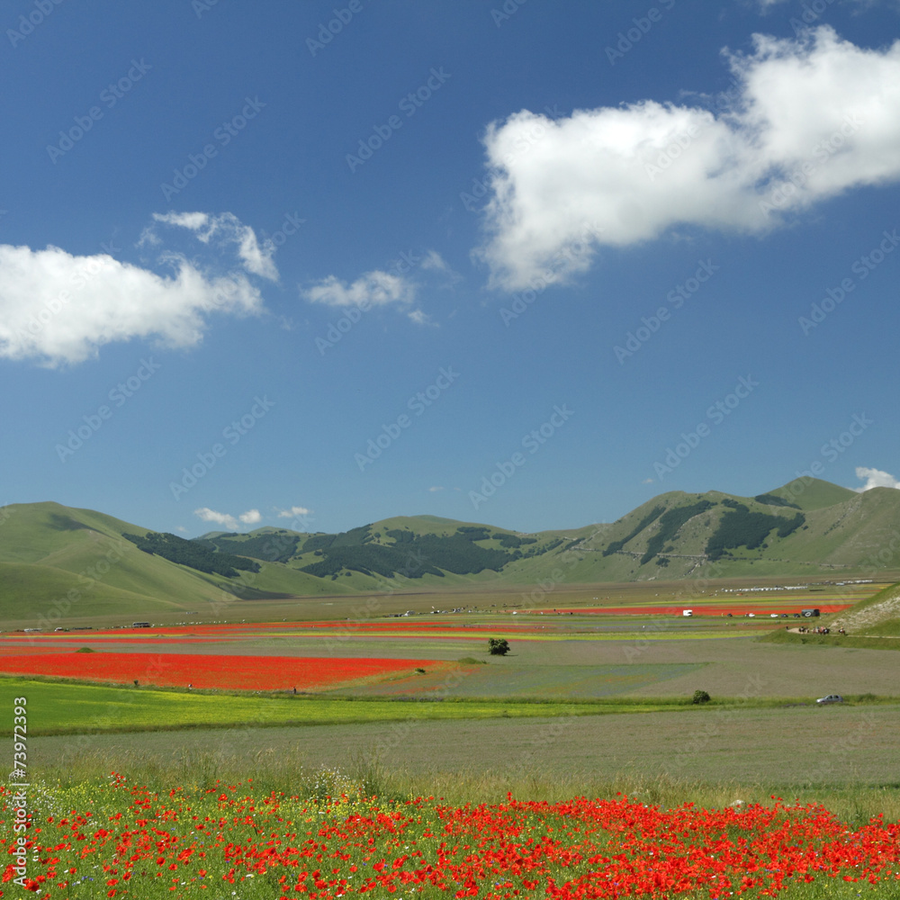 poppies meadow  over  Piano Grande (Great Plain)