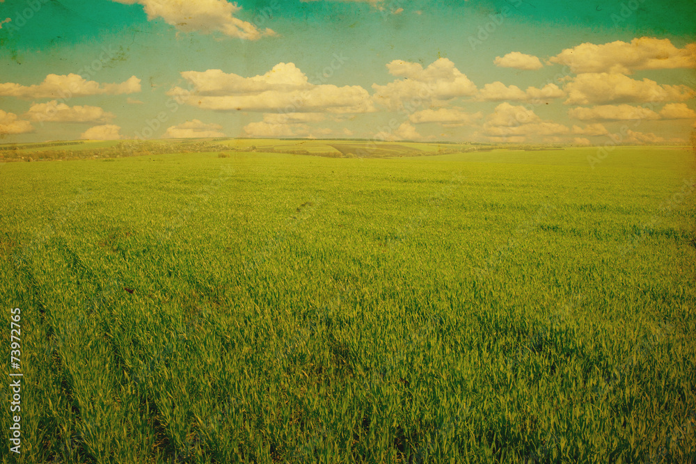 Fototapeta premium Background image of lush grass field under blue sky