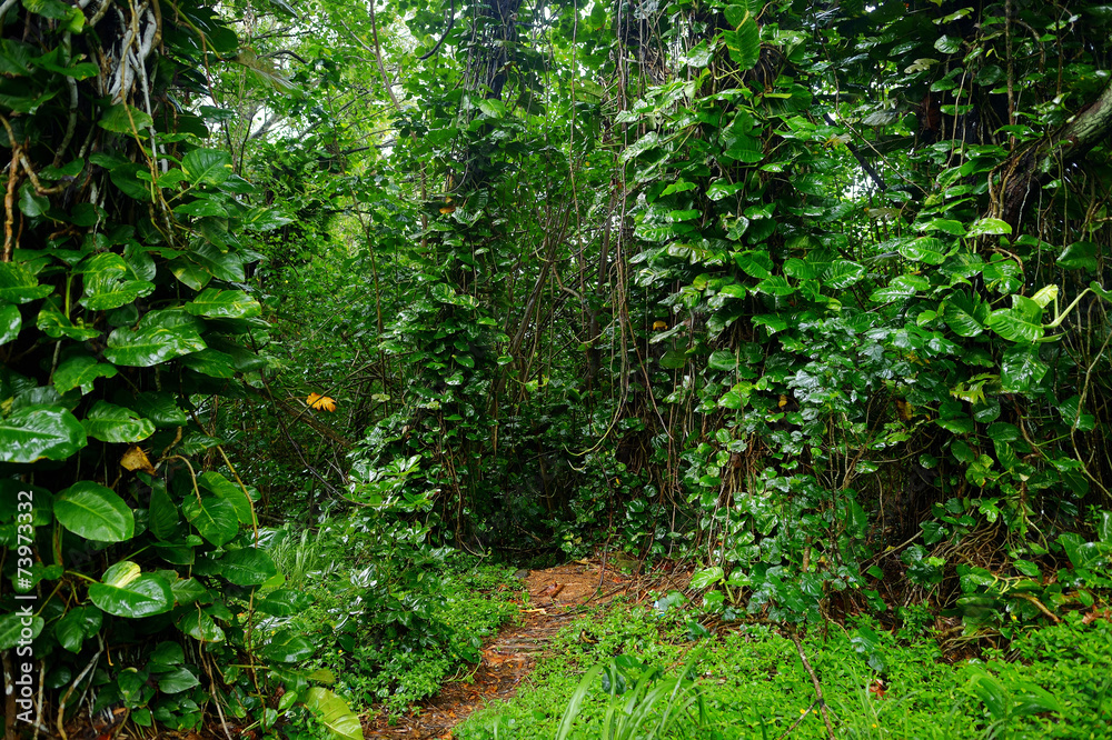 Fototapeta premium Kalalau trail in Kauai, Hawaii