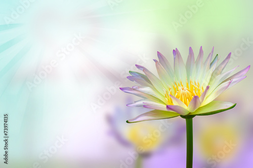 Fototapeta Naklejka Na Ścianę i Meble -  lotus flower on background
