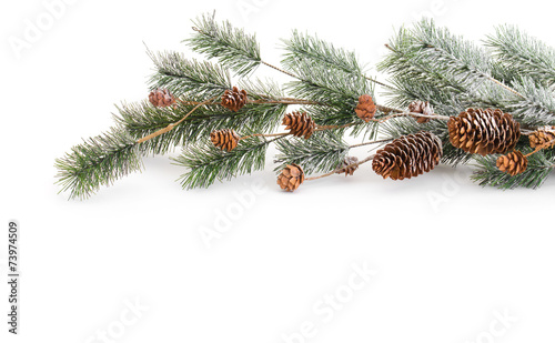 Christmas tree branch