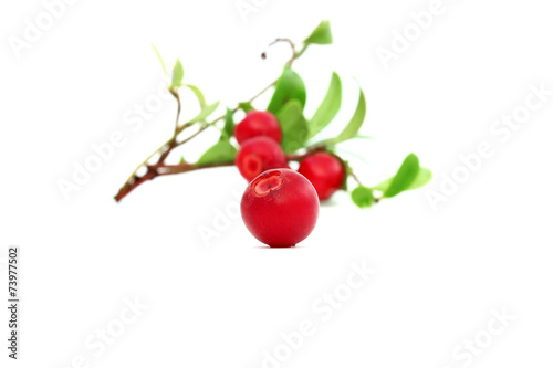A cowberry