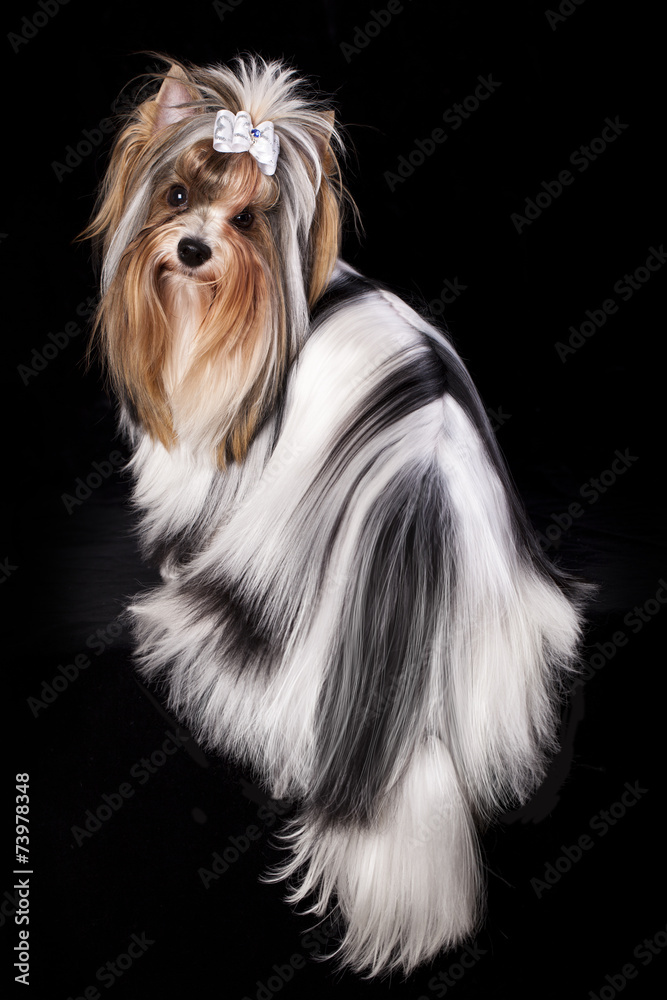 Naklejka premium biewer Yorkshire terrier