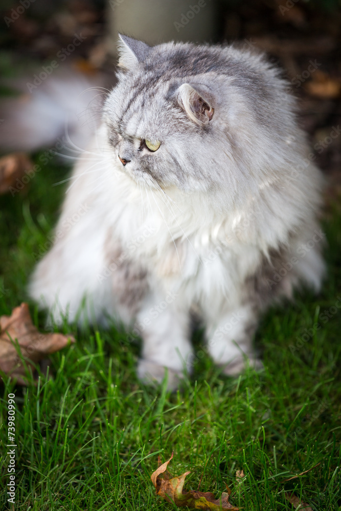 Chinchilla Perser Stock-foto | Adobe Stock