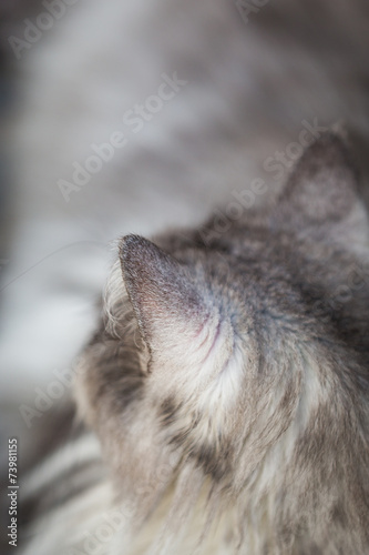 Norwegian cat.